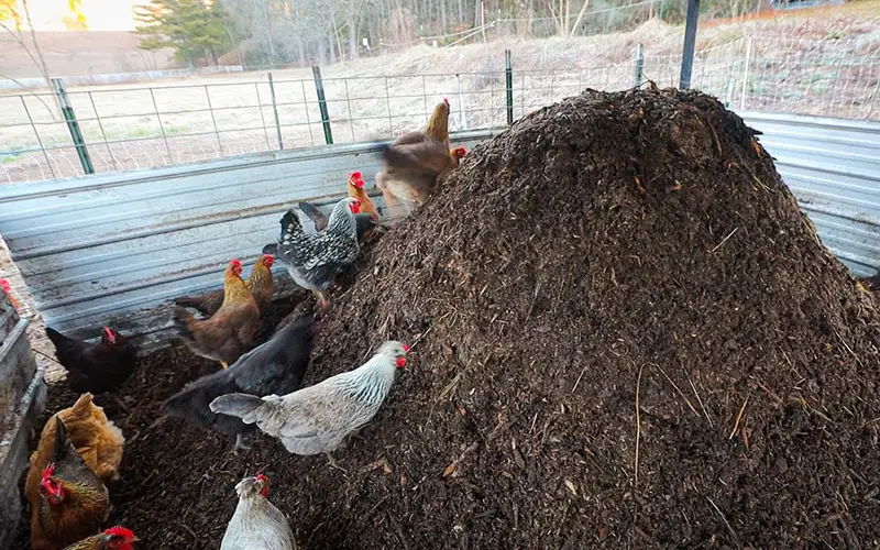 چطور کود مرغی را کمپوست کنیم؟
