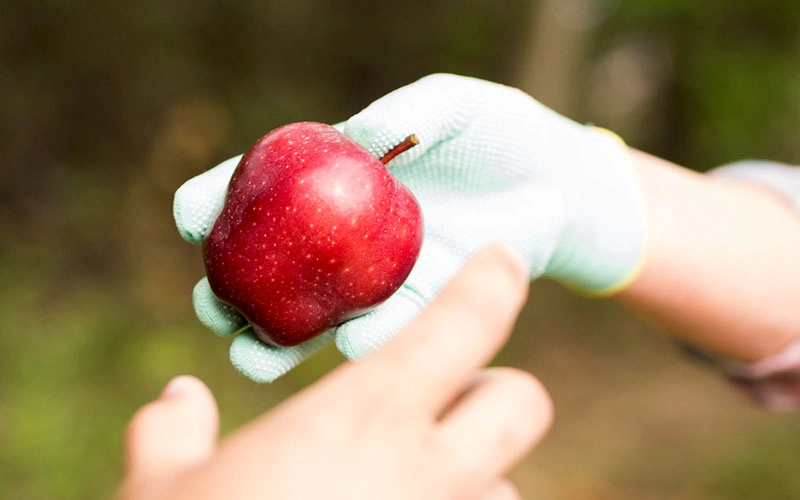 بهترین کود برای باردهی درخت سیب