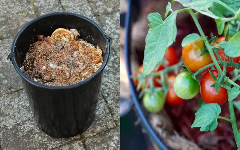 بهترین کود برای رشد گوجه فرنگی