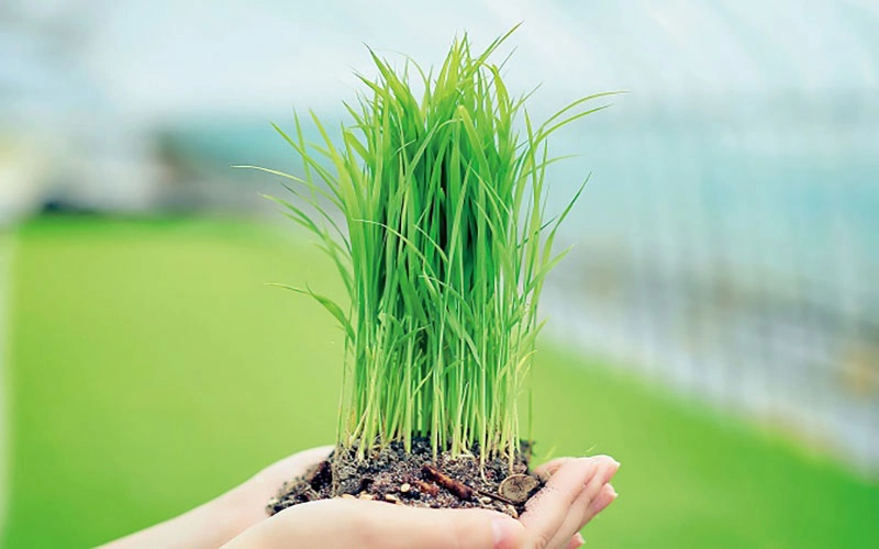 بهترین کود برای پنجه زنی برنج